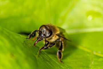 Honey bee collects water from the leaves.