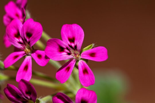 Flower of the pelargonium species Pelargonium echinatum