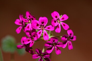 Flower of the pelargonium species Pelargonium echinatum