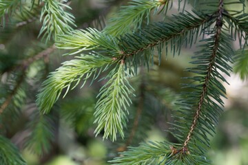 Needles of a White Spruce, Picea glauca.