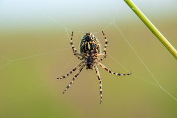 A spider on a green, blurry background weaves a web.