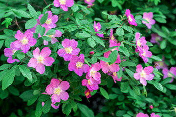 Obraz premium Beautiful pink flowers on a bush of therapeutic rose hips. Front view.