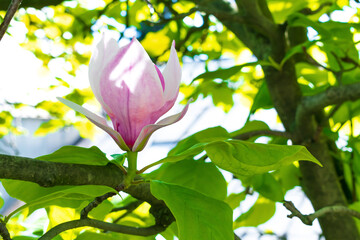 Close up of beautiful Magnolia tree twigs with blooming white and pink petal flowers in spring...