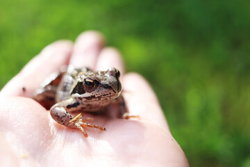 Close-up of a brown frog sitting on the open palm of a person. The beauty of the amphibian world