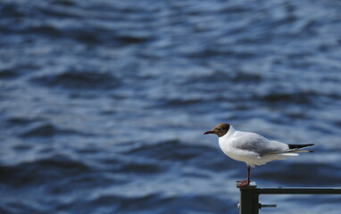 A seagull sits on a metal railing against the blue water