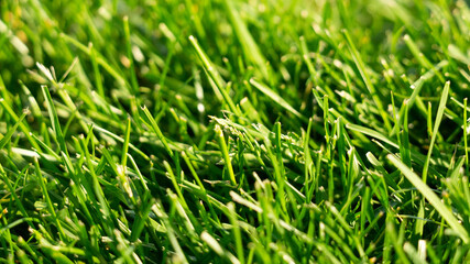green grass texture