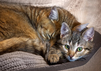 Cat mother are sleeping with her tabby kitty baby in home.