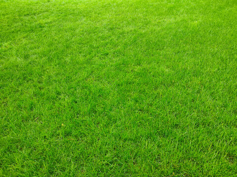 Green grass lawn texture background in park