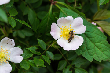 A bee collects nectar on a pink rosehip flower. Closeup.