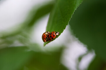 Two red ladybugs copulate on a leaf. Closeup.