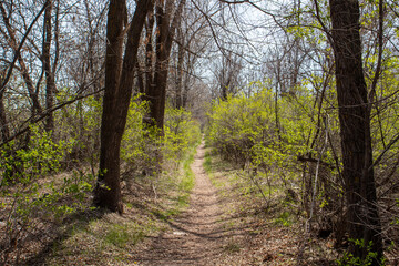 Trail in the sunny forest in spring