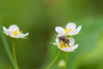 Obraz premium The brown beetle sits on a strawberry flower. Close-up. Blurred bacground.