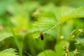 A bright beetle with a long mustache climbs a strawberry leaf. Close-up.