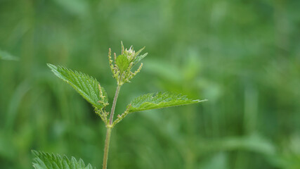 Detailed close-up picture of wild common stinging-nettle (Urtica dioica) medicinal plant. ...