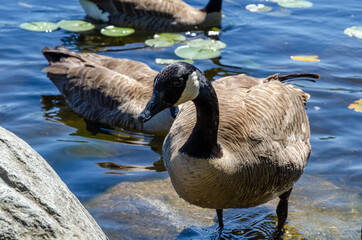 Goose at the Deer Lake Park