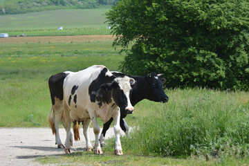 Fototapeta na wymiar After grazing on a village street, cattle from a private farm return home.