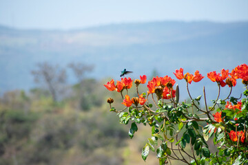 Polinización © Camilo