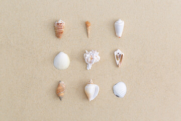 Seashells on beach sand. Top view with copy space. Flat lay.