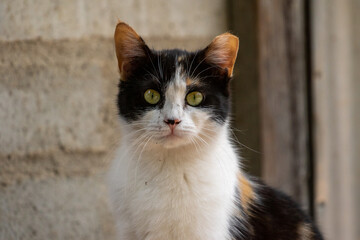 Beautiful Barn Cat, Rancher Cat
