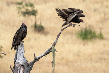 Vultures in Santa Barbara, California, Wildlife