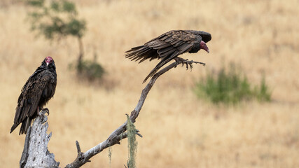 Vultures on Dead Oak Tree in California