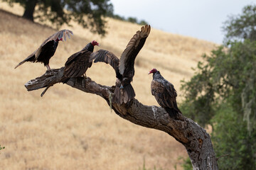 Vultures on California Oak Tree
