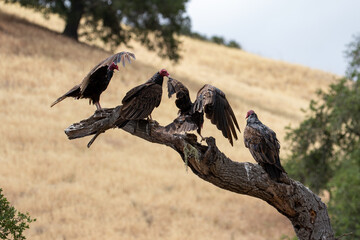 Los Olivos California, California Wildlife