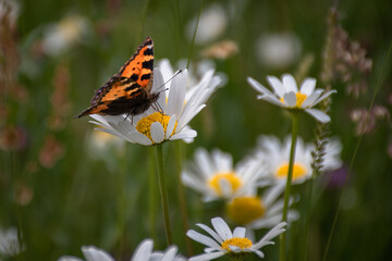 Schmetterling auf Blumenwiese
