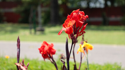 Bright orange and red Canna flower blooming.