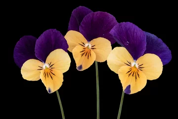 Poster Purple yellow wild pansy flowers isolated on black background © britaseifert
