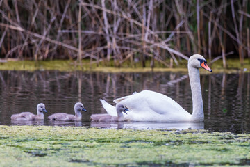 Schwan mit Küken 15