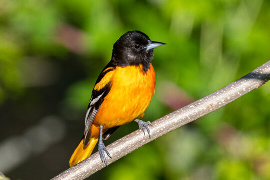 baltimore oriole perched on branch with clean background