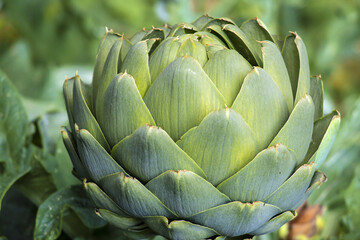 Single Artichoke Flower Bulb Macro Photo