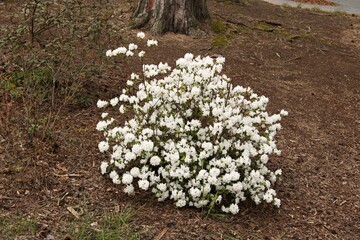 Home garden plot with many kinds of flowering bushes in the spring season