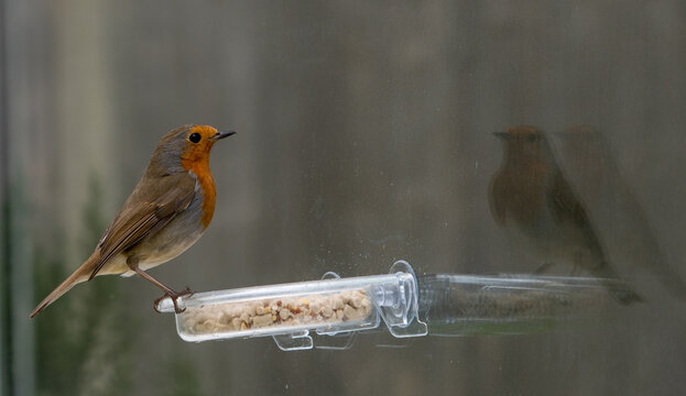 Robin On Clear Perspex Feeder Fixed To Window