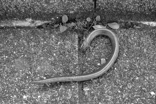 Tote Blindschleiche oder Angus fragilis neben dem Bordstein auf der Stra&szlig;e im Sommer in Wettenberg Krofdorf-Gleiberg bei Gie&szlig;en in Hessen, fotografiert in neorealistischem Schwarzwei&szlig;