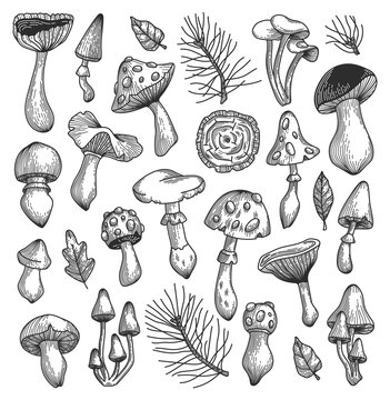 Hand drawn mushrooms collection. Vector sketch illustration with mushrooms, pines, leaves. Outline. 
