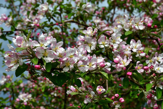 An apple twig with white-pink flowers in direct sunlight in the upper branches of a tree under a blue sky.