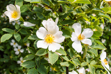 Obraz premium White Wild rose flower aka Rosa acicularis or prickly wild rose or prickly rose or bristly rose or Arctic rose or Rosa canina flower. Rogaska Slatina,Slovenia