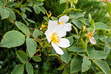 White Wild rose flower aka Rosa acicularis or prickly wild rose or prickly rose or bristly rose or Arctic rose or Rosa canina flower. Rogaska Slatina,Slovenia