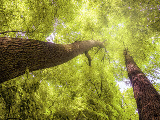 Oak tree crowns in spring time