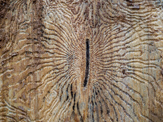 Pattern left by Bark Beetle females and their larvae, outer bark removed.