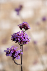 Verbena bonariensis Flowering on a Street Corner