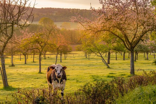Animal ferme vache 496