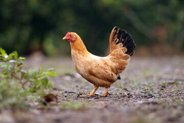 gallina pequeña, gallina de campo, aviar, ave de campo, 
gallina color  café