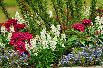 A group of colorful flowers blooming in a garden.