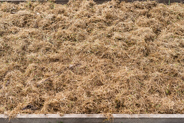 The technology of mulching the soil of the beds. Preventing the growth of weeds and preserving the...