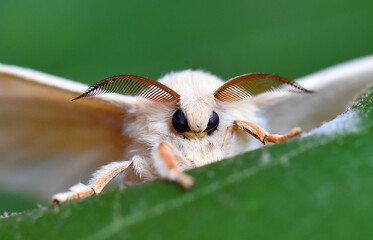 detalle de la cabeza de una mariposa de gusano de seda