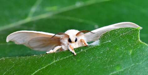 polilla de gusano de seda
