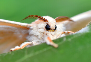 detalle de una mariposa de gusano de seda